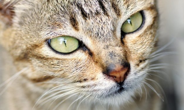 1,000 Cats Rescued From Slaughter for Meat Trade in China
