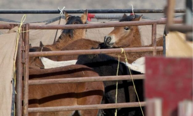 17 More Wild Horses Dead Following Brutal Nevada Helicopter Roundup