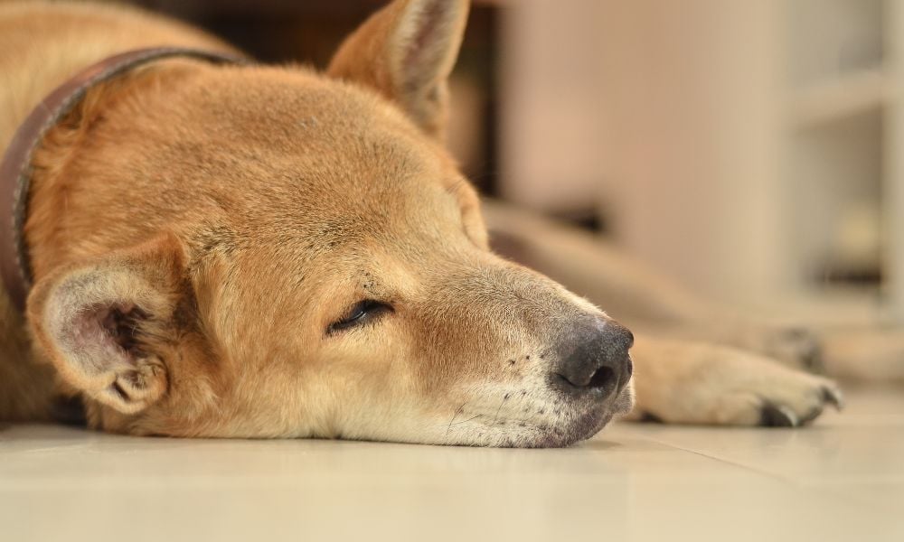 Dog laying on floor