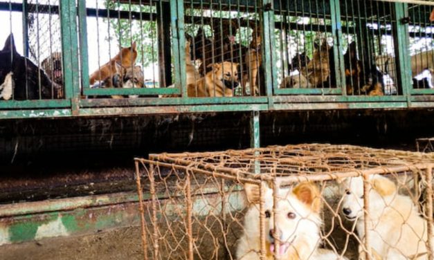 South Korea to Introduce New Legislation to Ban the Dog Meat Trade