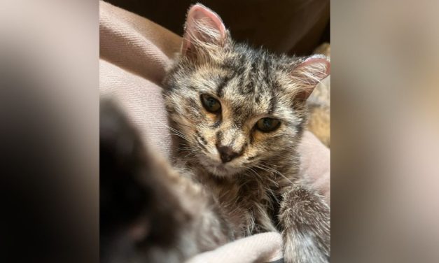 Kitten Who Survived House Explosion Recovering in New Foster Home