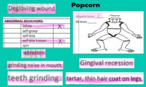 Popcorn's Records