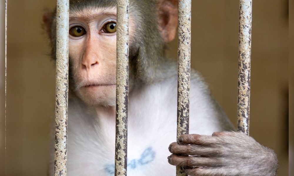 SIGN: Stop Forcing Monkeys to Become Alcohol Addicts in Lab 