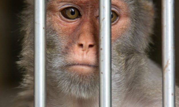 LFT INVESTIGATES: Macaques Forced to Become Alcohol Addicts at Mississippi Lab
