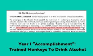 Training monkeys to drink alcohol