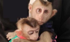 Macaques