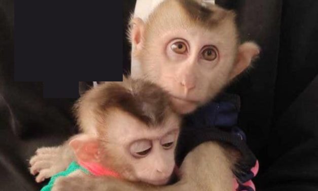 New Report Reveals Hundreds of Baby Monkey Torture Videos On World’s Biggest Social Media Platforms