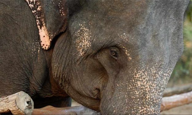 SIGN: Justice for Elephant Whose Tail Was Cut Off
