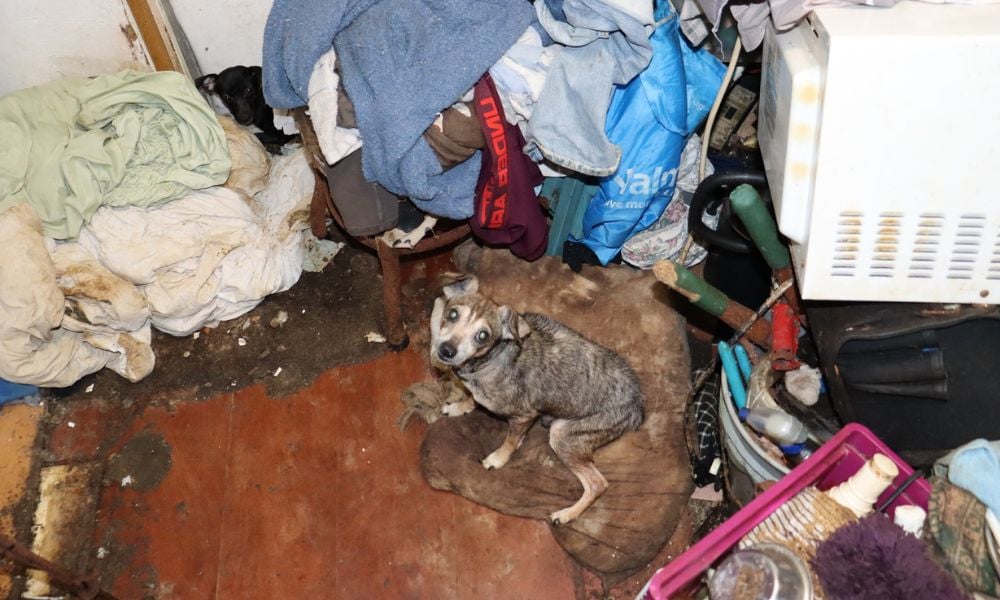 dog living in squalor, surrounded by trash