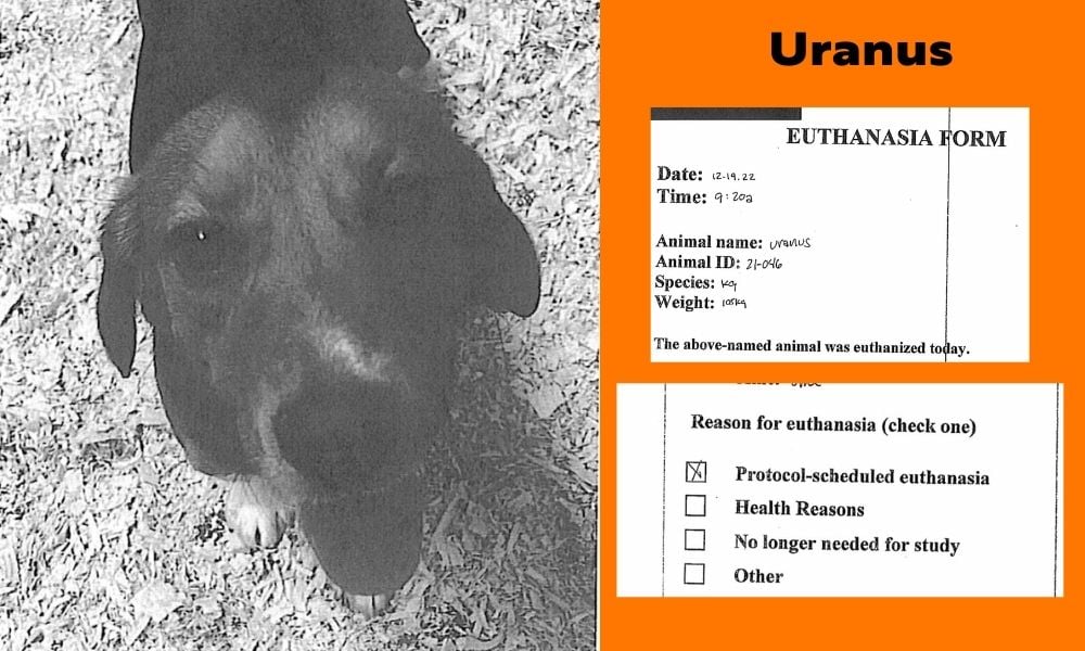 Uranus death record