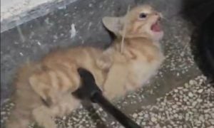 Kitten abuse