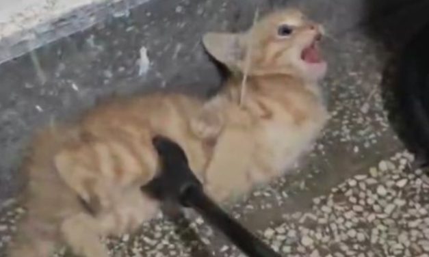 SIGN: Justice for Cats Tortured and Dismembered on Camera for ‘Fun’