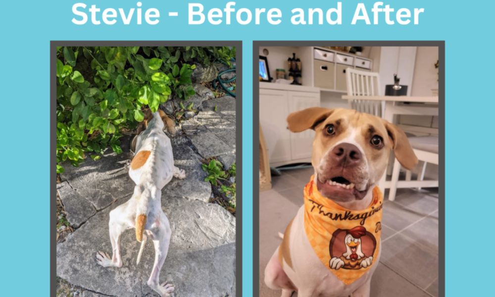 Stevie before and after