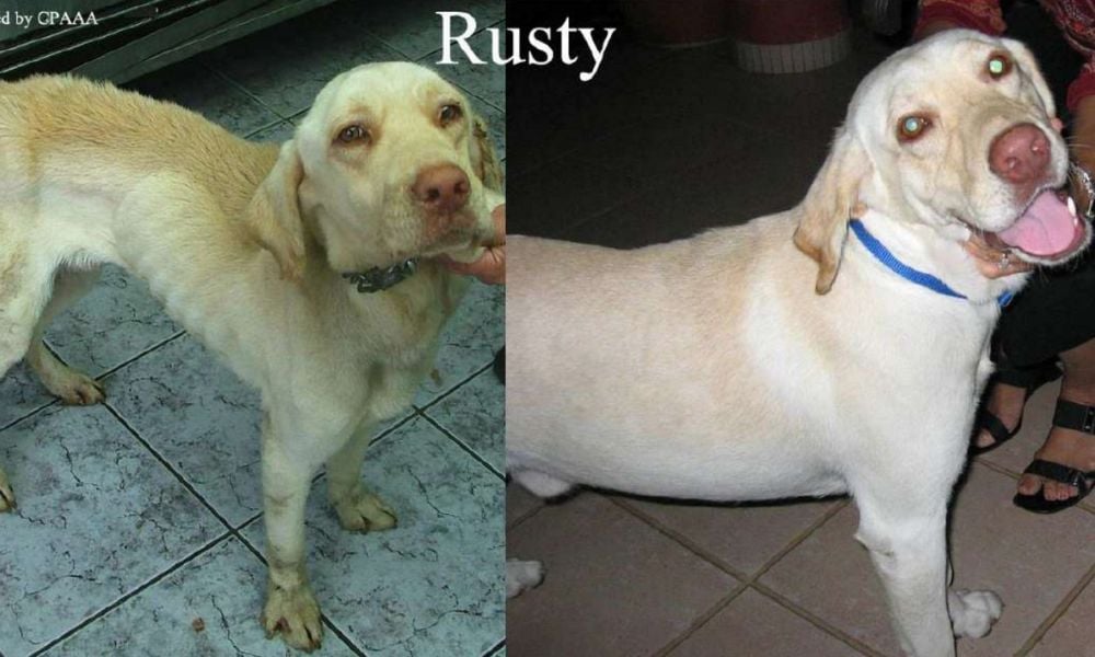 Rusty before and after