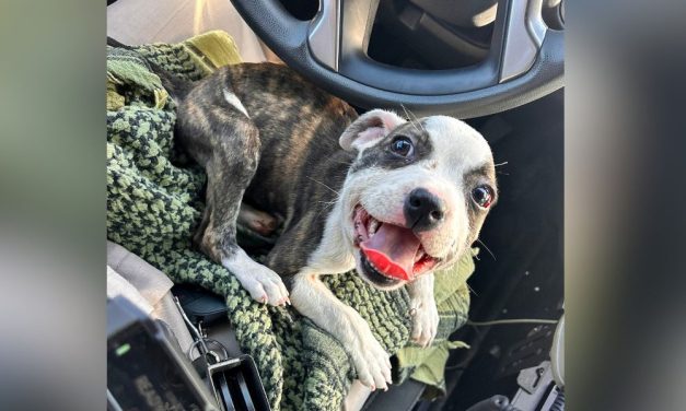 Zip-Tied Puppy Rescued by Trucker is Now Safe and Soon to be Adopted