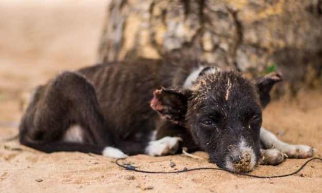 SIGN: Justice for Dogs Reportedly Starved to Death By ‘Rescuers’
