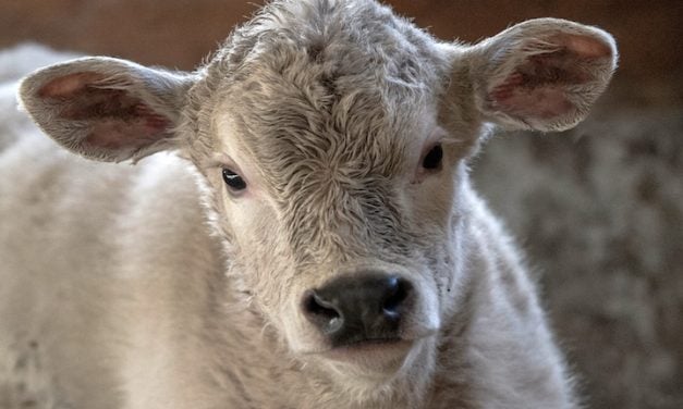 SIGN: Stop Leaving Farmed Animals to Die in Disasters