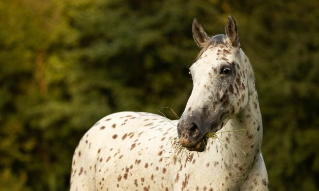 Victory! Horse Slaughter Banned in New York