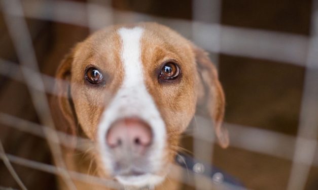 Research Dogs in Michigan Will Now be Adopted, Not Killed