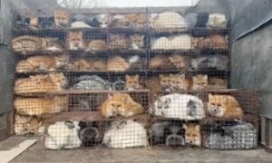 foxes stacked in cages