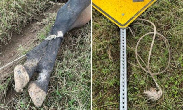 SIGN: Horse Found Shot and Tied Up on Roadside