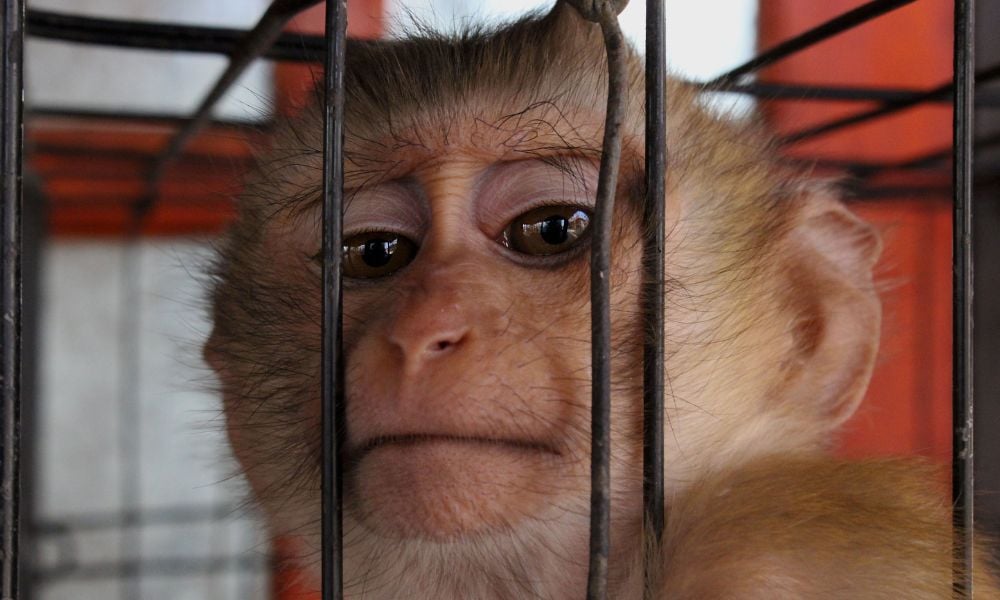Monkey in cage