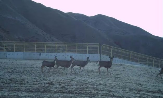 Wildlife Use Idaho’s First Animal Overpass