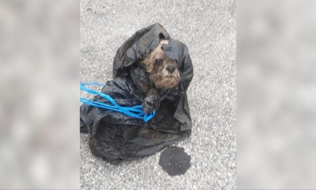 SIGN: Justice for Senior Dog Thrown in Dumpster Like Trash