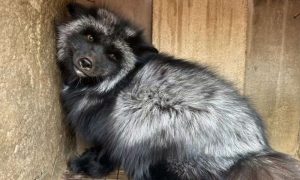 raccoon dog in cage