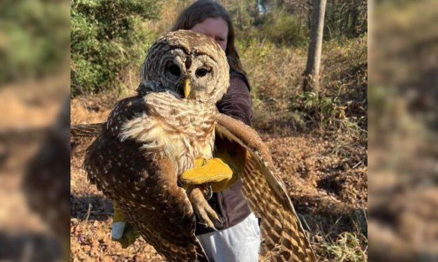 Injured Owl Rescued by Off-Duty Animal Services Officer
