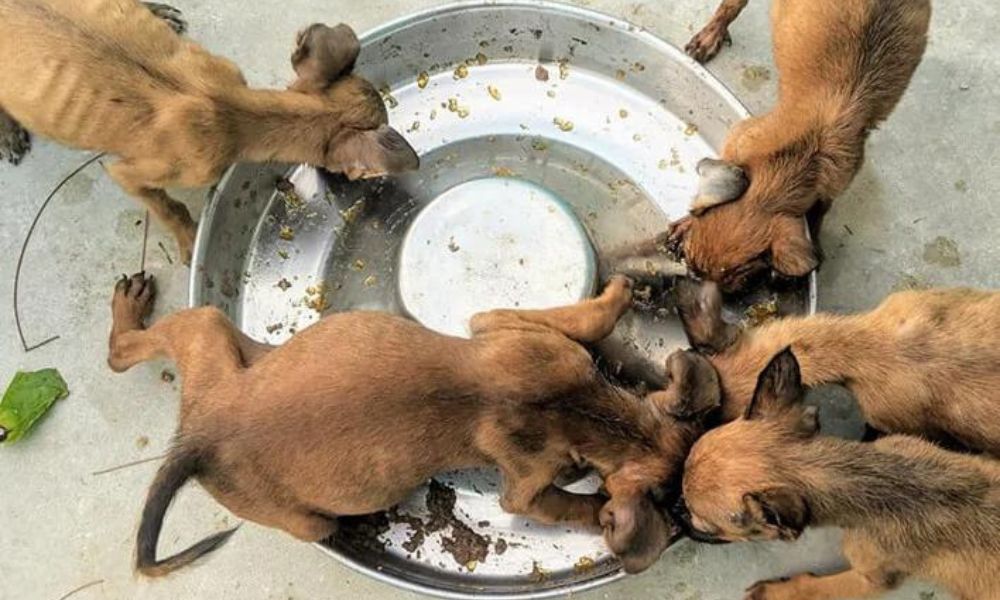 malnourished puppies eating from food bowl