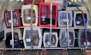 dogs packed in for a charter flight 