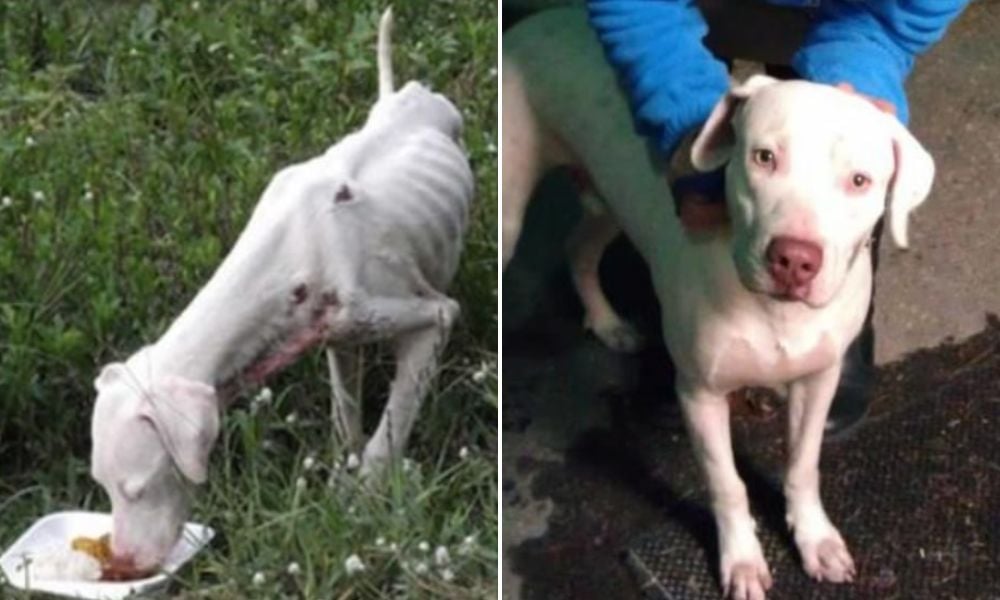 emaciated white dog before and after