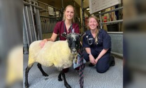 white sheep with vet techs