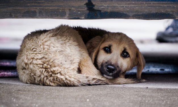 SIGN: Urge Michigan Legislators to Put Animal Abuser Registry on the Ballot