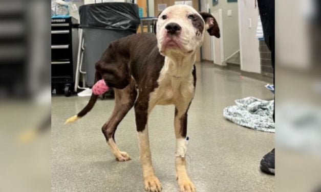 SIGN: Justice for Dog with Severed Back Leg