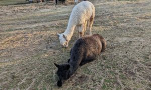Two alpacas at Freedom Acres Rescue