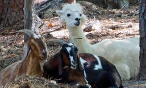Alpaca and Two Goats