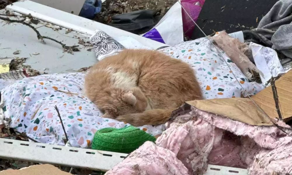 orange cat laying in rubble