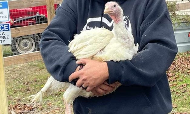 LFT Funds Care for Rescued Turkeys During the Holidays