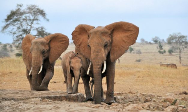 Elephants Give Each Other Names, Study Finds