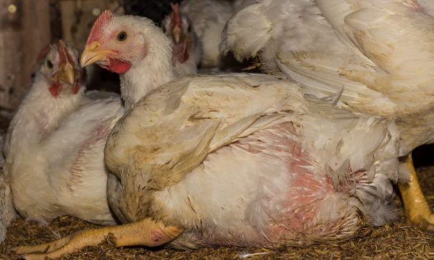 Abuse of Poultry in Slaughterhouses Continues Under USDA Watch, Report Says