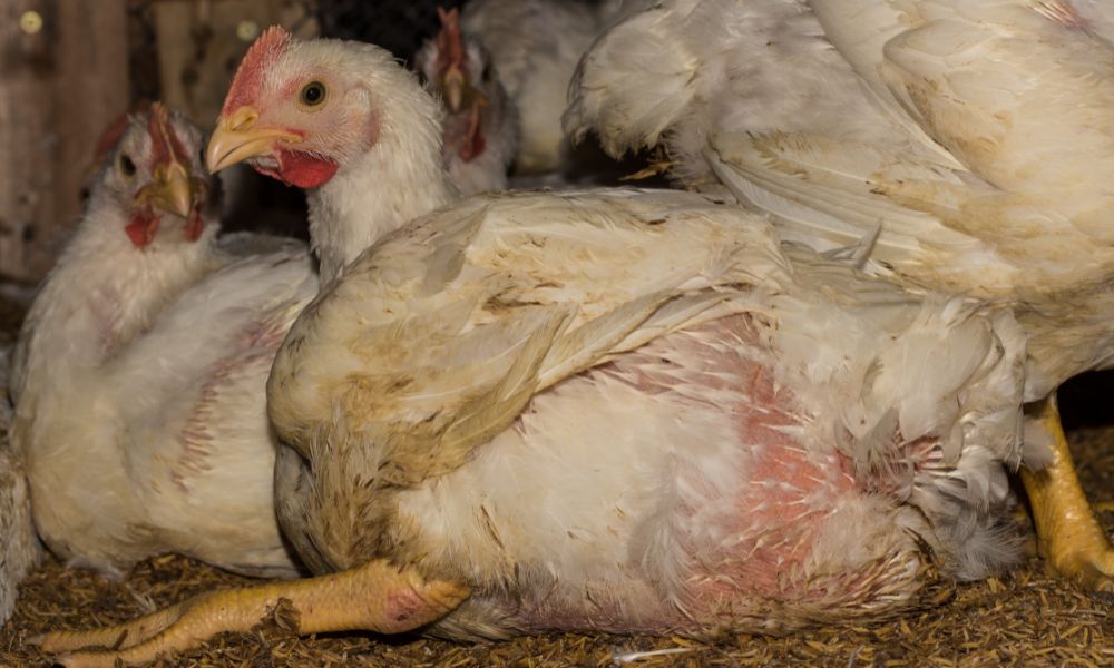 Factory Farmed Chicken