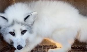 arctic fox