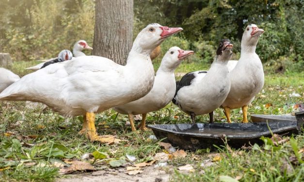Pittsburgh Passes Ban on Foie Gras