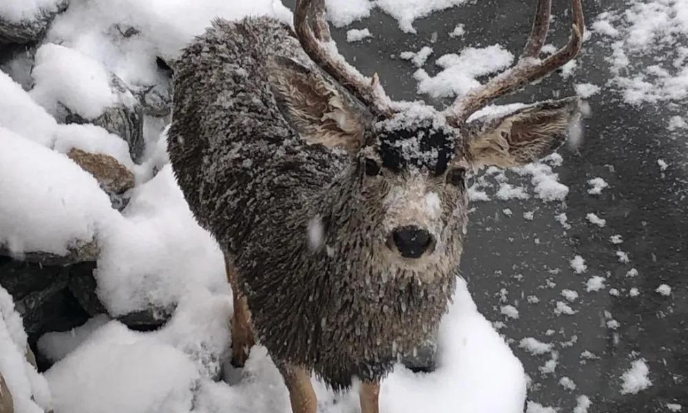 deer trapped in snow