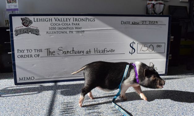 Rescued Pig ‘Snoop Hogg’ Has Vet Bills Paid By Local Sports Team