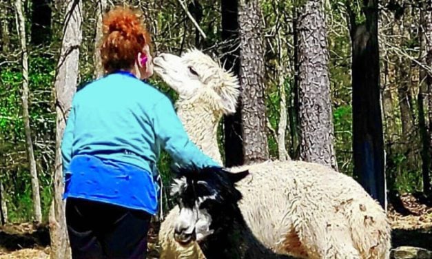 Lady Freethinker Helps Give Rescued Alpaca a Second Shot at Life