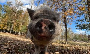 Pig at Freedom Acres Rescue