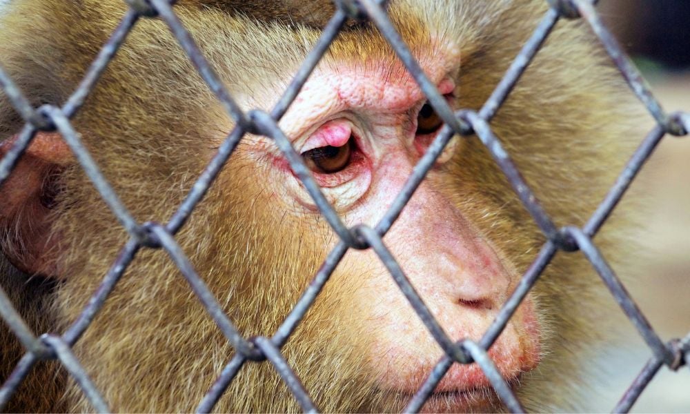 macaque in cage